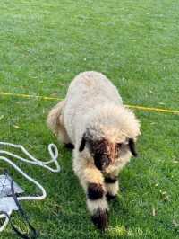 🐑【隱藏版童話小鎮】北京五環親子聖地🦌  