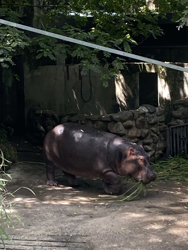 比較上海迪士尼，遛娃更值得去的地方- 上海動物園🐯🐼