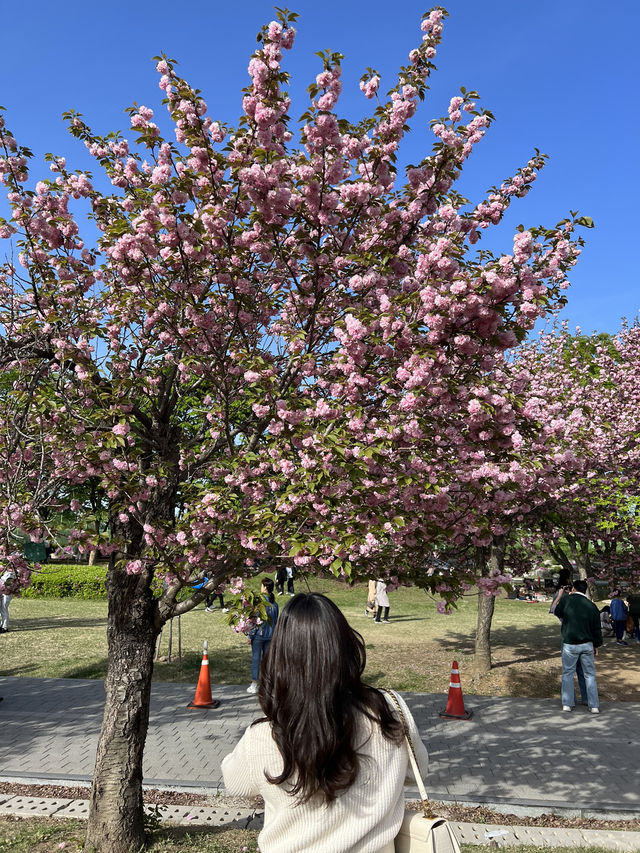 รีวิว 미사경장공원 (Misa Gyeongjang Park) 🌸