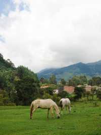 暮らしたくなる街、ハルディン☕️🇨🇴
