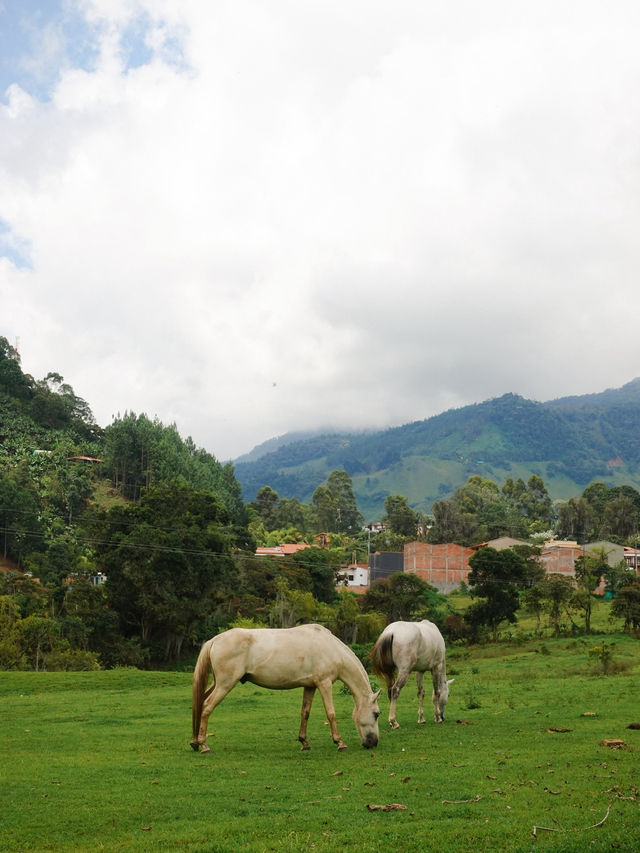 暮らしたくなる街、ハルディン☕️🇨🇴