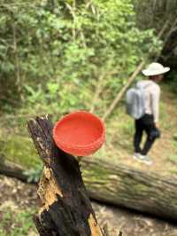Huai Kha Kang Wildlife Sanctuary