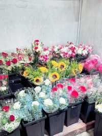 Blooms & Beauty in the Heart of KL: Discover Dayang Rose 🌹