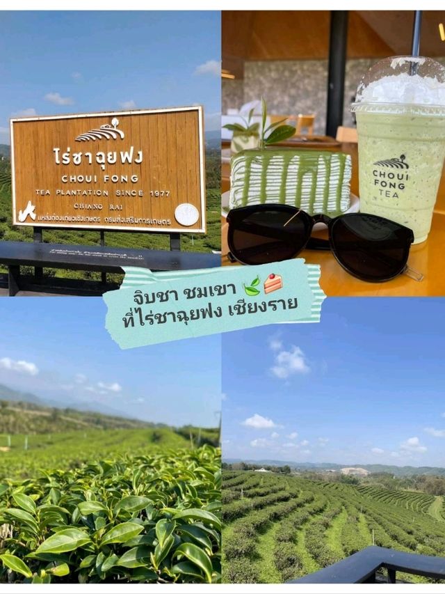 จิบชา ชมเขา ไร่ชาฉุยฟง | เชียงราย🌿🍃