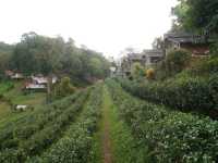 🏚️ : Lung Dech Tea Farm ไร่ชาลุงเดช เที่ยวเชียงให