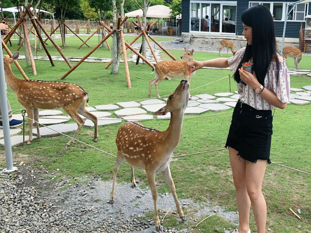 【宜蘭】斑比山丘