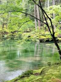 京都必去景點（四）🌿西芳寺の絕美苔蘚王國🌿