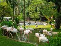 Get Wild at Khao Kheow Open Zoo