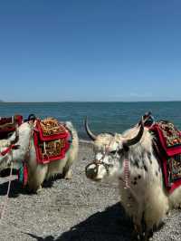Qinghai Lake: The Shimmering Jewel of the Tibetan Plateau