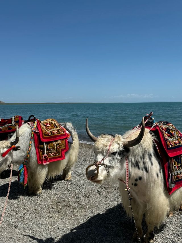 Qinghai Lake: The Shimmering Jewel of the Tibetan Plateau