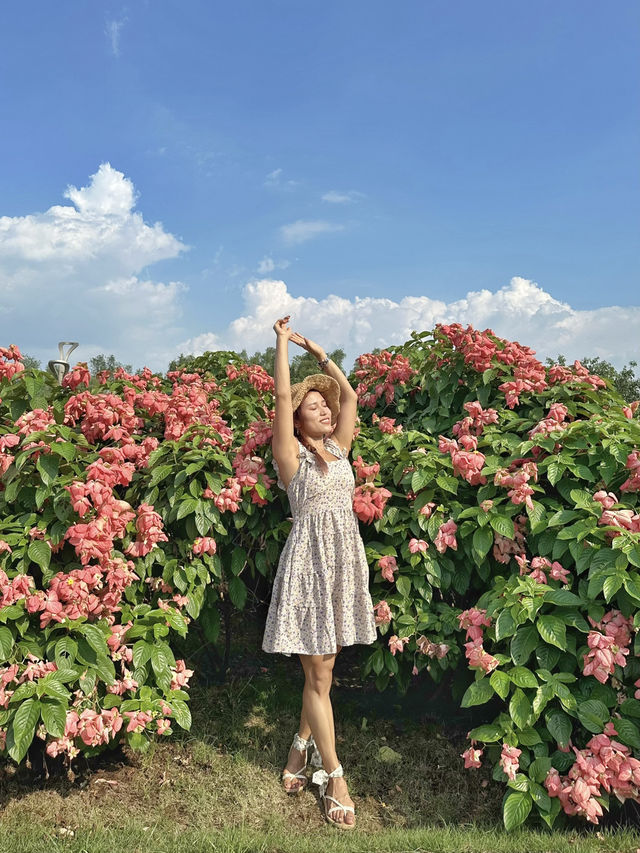 深圳免費任拍粉紅大花海🌸