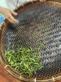 英西峰林夏日采茶 trip ~Tea Lover 