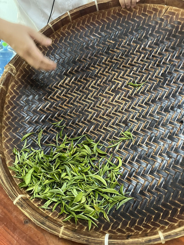 英西峰林夏日采茶 trip ~Tea Lover 