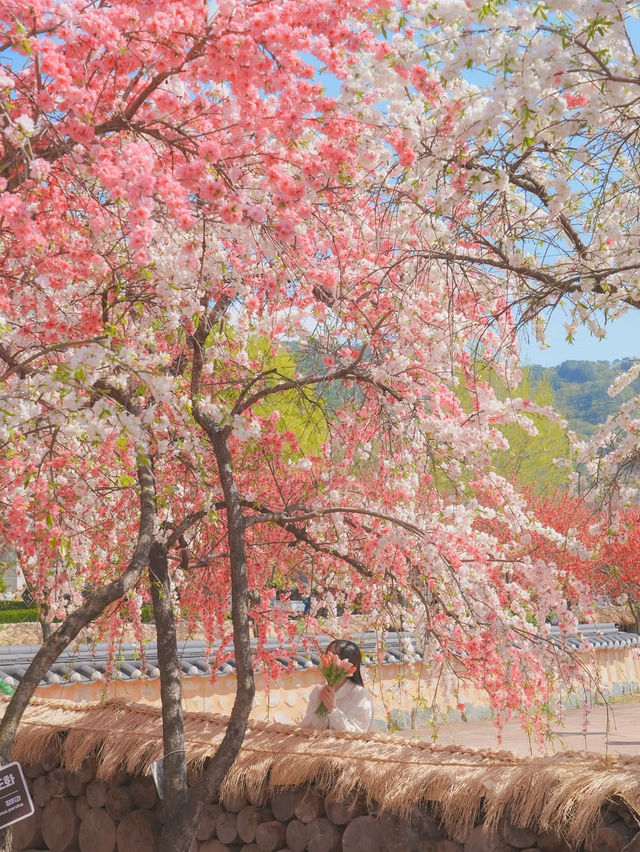 하늘 아래 천국이 있다면 바로 여기일거야🌸❤️