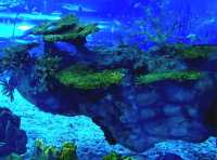 A Stroll Under the Sea in Shanghai Haichang Ocean Park