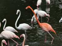 QUICK CHIMELONG GUANGZHOU + CITY TOUR!!!