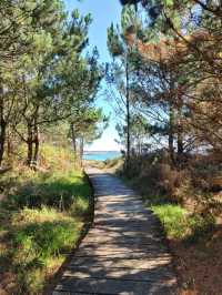 Peaceful Waves and Pine Trees at Praia do Vilar