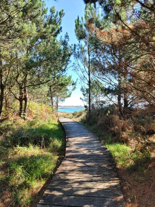 Peaceful Waves and Pine Trees at Praia do Vilar