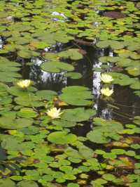 Silk Tree Season at Hangzhou Botanical Garden