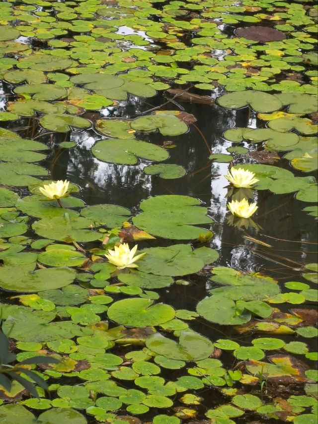 Silk Tree Season at Hangzhou Botanical Garden