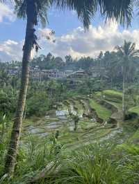 Green Dreams: Rice Terraces & Highlands of Bali