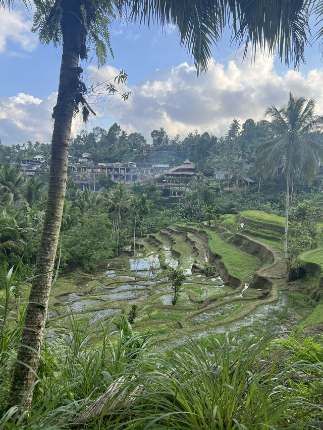 Green Dreams: Rice Terraces & Highlands of Bali