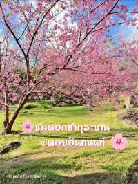🌸ชมดอกซากุระบานที่ดอยอินทนนท์ 