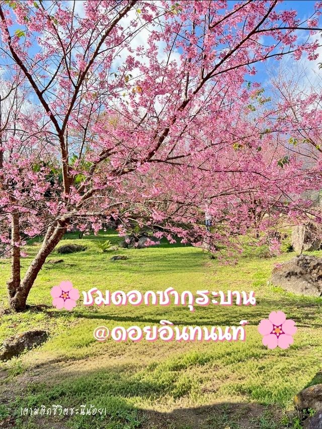 🌸ชมดอกซากุระบานที่ดอยอินทนนท์ 