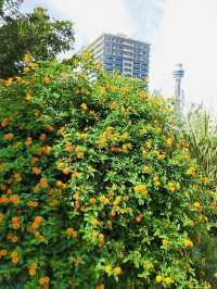 America Yama Park, a peaceful urban oasis located just above Motomachi-Chukagai Station
