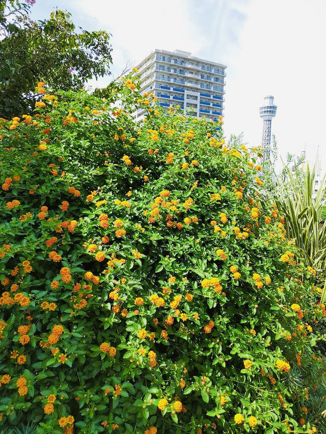 America Yama Park, a peaceful urban oasis located just above Motomachi-Chukagai Station