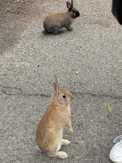 うさぎに癒される島旅、大久野島でふわふわの休日を | Trip.com 竹原