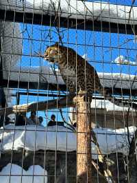 【旭川動物園｜北海道的雪國奇趣樂園】