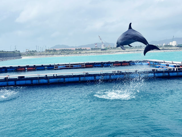 石垣島必打卡海底世界體驗🐬   石垣島必打卡海底世界體驗🐬