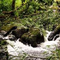Mullinhassig Wood & Waterfalls, Aghavrin – Cork’s Wooded Waterfall Retreat