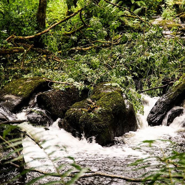 Mullinhassig Wood & Waterfalls, Aghavrin – Cork’s Wooded Waterfall Retreat