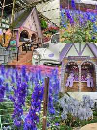 Explore insta wothy Lavender Dreams💜