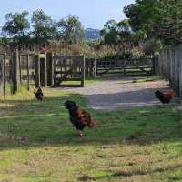 Ambury Regional Park – City-Farm & Harbour Retreat on Auckland’s Shores