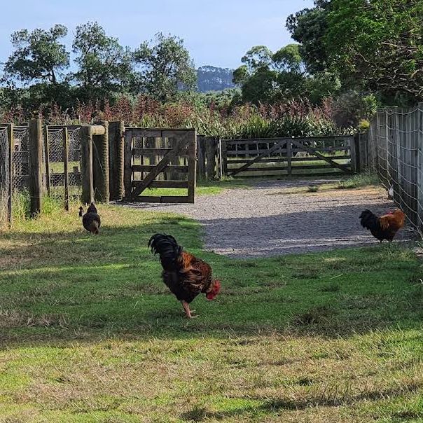 Ambury Regional Park – City-Farm & Harbour Retreat on Auckland’s Shores