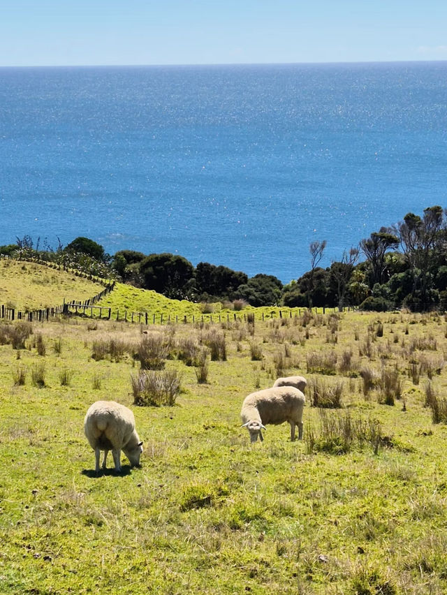 Revolving Around the Beauty of Nature: Trails – New Zealand 