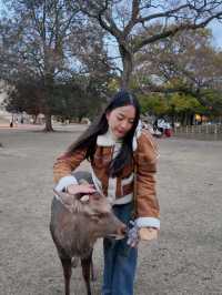 🦌 ตามหาน้องกวางที่ Nara Deer Park (奈良公園)