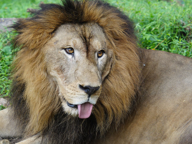 動物王國探索日 — 峇里島野生動物園🦁  