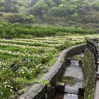 🌋🌸 Yangmingshan – Taipei’s Mountain Escape 🌳✨