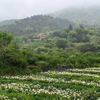 🌋🌸 Yangmingshan – Taipei’s Mountain Escape 🌳✨