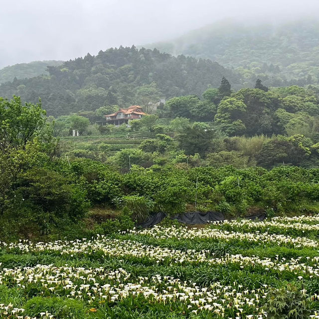 🌋🌸 Yangmingshan – Taipei’s Mountain Escape 🌳✨ 🌋🌸 Yangmingshan – Taipei’s Mountain Escape 🌳✨