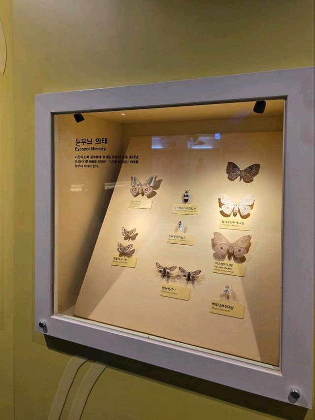 🦋 자연의 비밀스러운 생존술, 의태 전시
