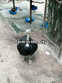 Farm In The City: An Interactive and Educational Wildlife Experience for Families 