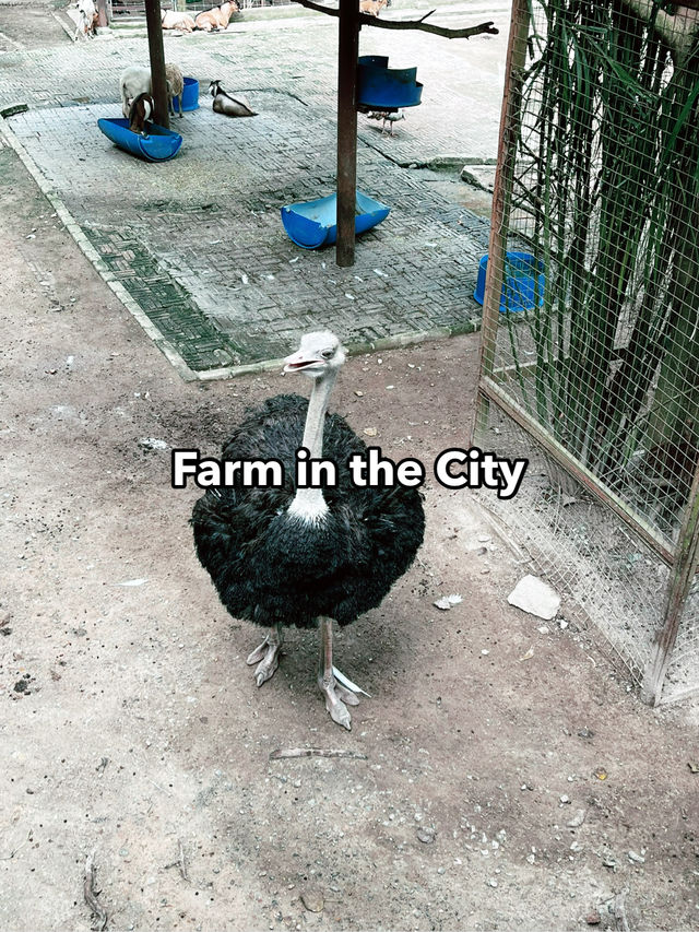 Farm In The City: An Interactive and Educational Wildlife Experience for Families 