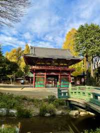 真っ赤な鳥居と黄色のイチョウのコントラストが絶景