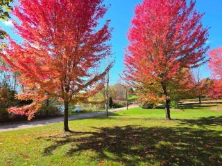 Red maple leaves under the sun, a beautiful check-in secret spot