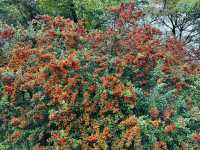 Daejeon Hanbat Arboretum